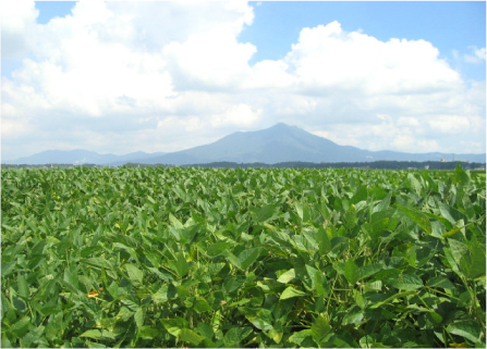 茨城県の大豆畑