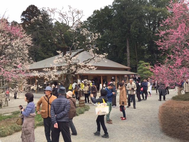 偕楽園の梅が見頃です