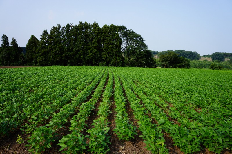 茨城県産大豆の圃場状況２０１５年７月３１日