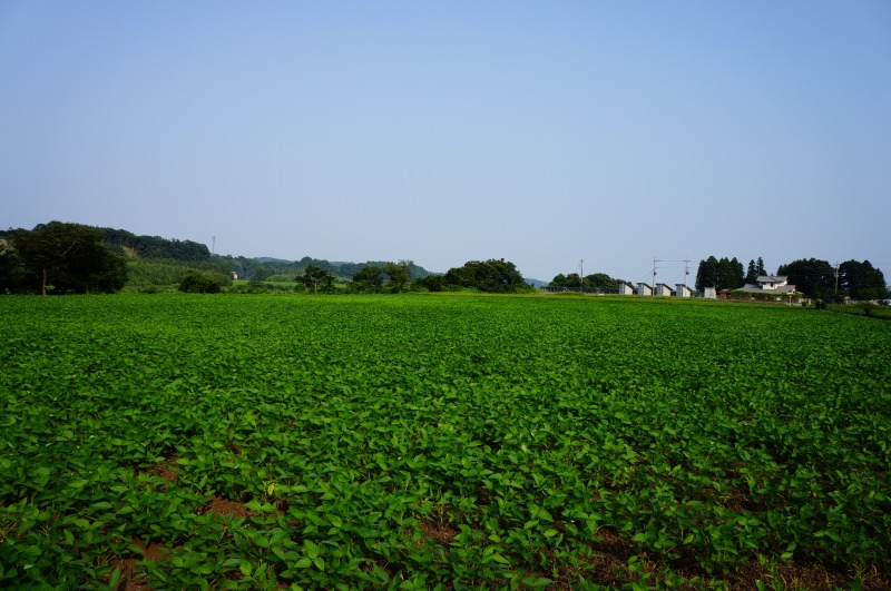 茨城県産大豆の圃場状況２０１５年７月３１日