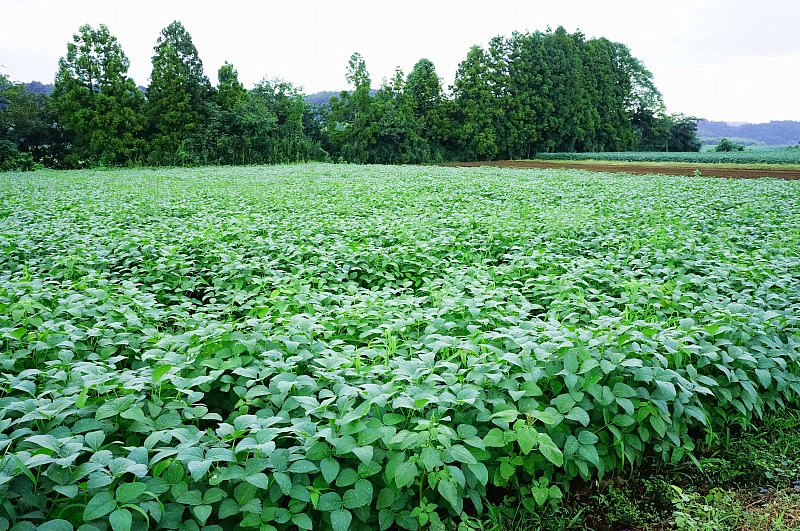 茨城県産大豆の圃場状況２０１５年９月４日