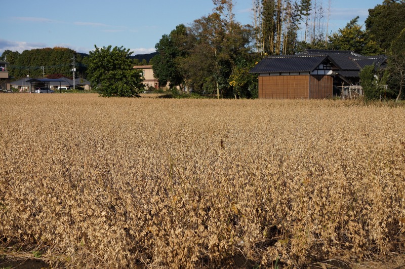 茨城県産大豆の圃場状況２０１５年１１月３日