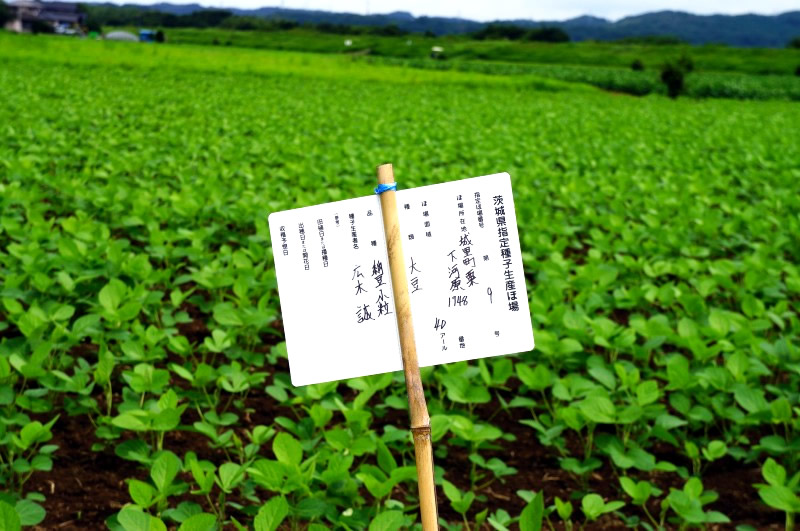 茨城県産大豆の圃場状況２０１６年８月３日