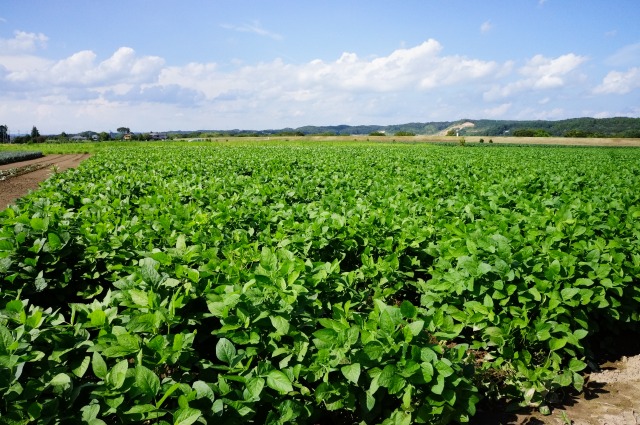 茨城県産大豆の圃場状況２０１６年８月２６日