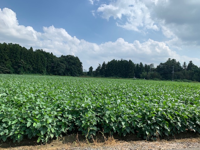 茨城県産大豆の圃場状況
